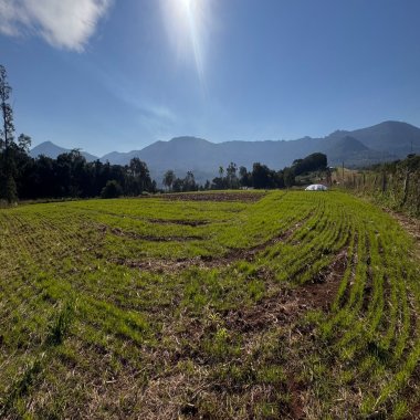 Sítio / Chácara para Venda no bairro Zona Rural em Nova Hartz Sítio / Chácara para Venda no bairro Zona Rural em Nova Hartz